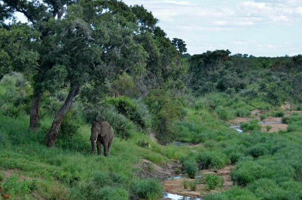 Tingala Lodge - Bed In The Bush Phalaborwa Exterior photo